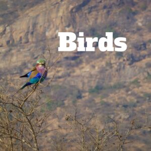 Maurice Randall, National Parks Guy, Share, Information, Stories