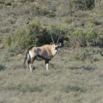 Exploring the Karoo National Park |National Parks Guy
