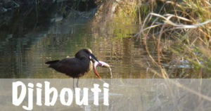 National Parks Guy, Djibouti National Parks