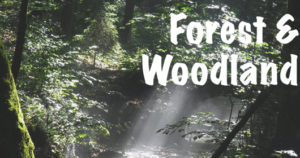 Forest & Woodland Habitats - Explore | Blog | Review - National Parks Guy Safari's the National Parks of the world. Join the adventure!