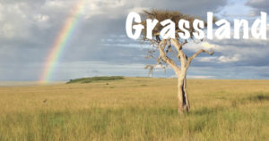 Grassland Habitats - Explore | Blog | Review - National Parks Guy Safari's the National Parks of the world. Join the adventure!