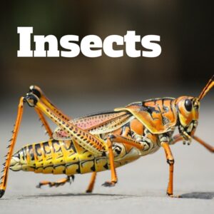 Maurice Randall, National Parks Guy, Share, Information, Stories