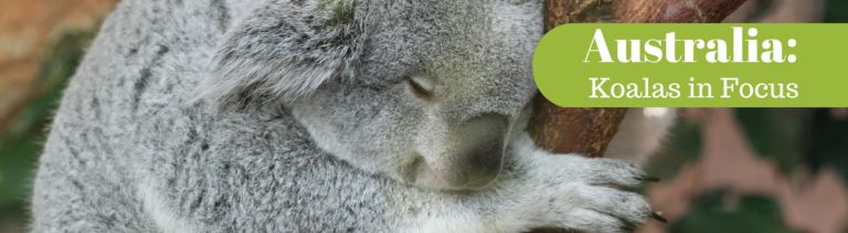Australia: Koalas in Focus