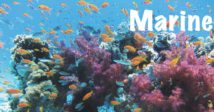 Marine Habitats - Explore | Blog | Review - National Parks Guy Safari's the National Parks of the world. Join the adventure!