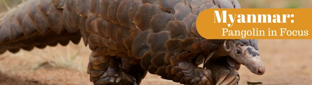 The Malayan Pangolin is on the Critically endangered list. Purely for a scaly soup! National Parks Guy