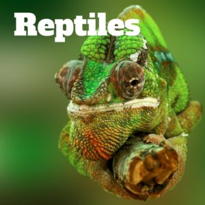 Maurice Randall, National Parks Guy, Share, Information, Stories