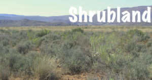 Shrubland Habitats - Explore | Blog | Review - National Parks Guy Safari's the National Parks of the world. Join the adventure!