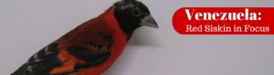 The Red Siskin of Venezuela, from the Finch Family, is critically endangered. National Parks Guy.