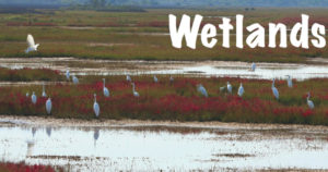 Wetlands Habitats - Explore | Blog | Review - National Parks Guy Safari's the National Parks of the world. Join the adventure!