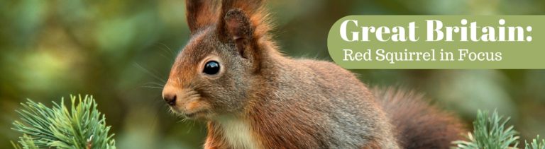 Great Britain: Red Squirrel in Focus