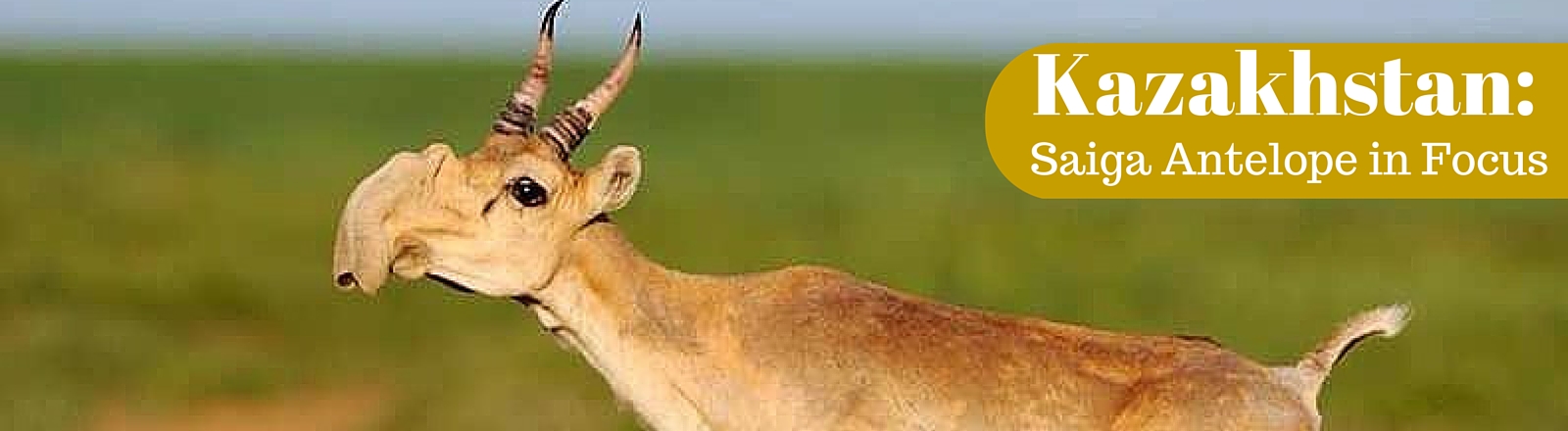 Kazakhstan Saiga Antelope suddenly die