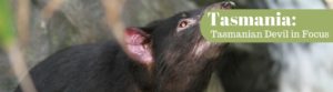 The Tasmanian Devil is endangered because of a strange Cancer. Only found in Tasmania. National Parks Guy