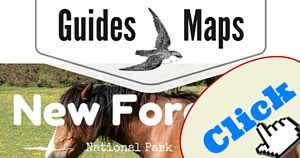 New Forest Guide, National Parks Guy