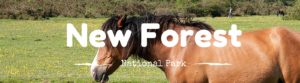 New Forest National Park, National Parks Guy