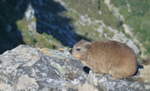 National Parks Guy, Table Mountain National Park, Dassie