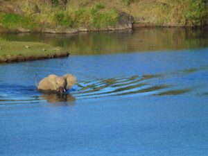 National Parks Guy, Exploring the Kruger National Park, Elephant