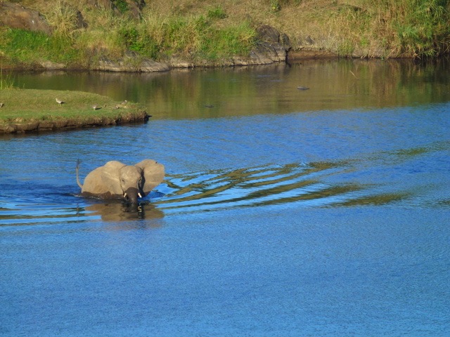 National Parks Guy, Exploring the Kruger National Park, Elephant