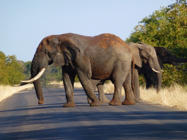 National Parks Guy, Exploring the Kruger National Park, Elephant