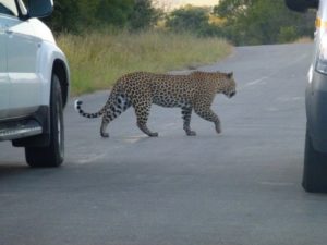 National Parks Guy, Exploring the Kruger National Park, Leopard