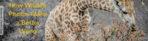 How Wildlife Photos Make a Better World, National Parks Guy