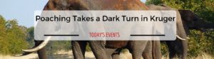 Poaching takes a dark turn in Kruger, National Parks Guy