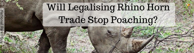 Will Legalising Rhino Horn Trade Stop Poaching?