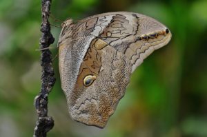 International Wildlife Trafficking Symposium, National Parks Guy