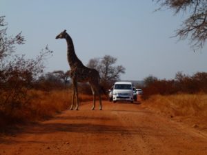 Kruger National Park, Challenge Answers, National Parks Guy, YouTube