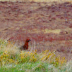 Exploring the Cairngorm National Park, National Parks Guy