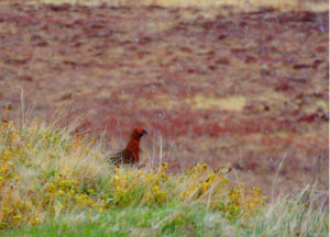 Exploring the Cairngorm National Park, National Parks Guy