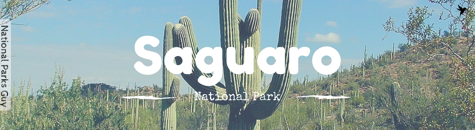 Saguaro National Park, USA, National Parks Guy, Stories, Tales, Adventures, Wildlife