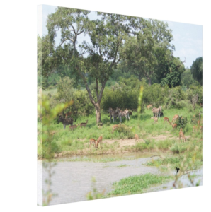 Zebra, Impala, and water, Maurice Randall