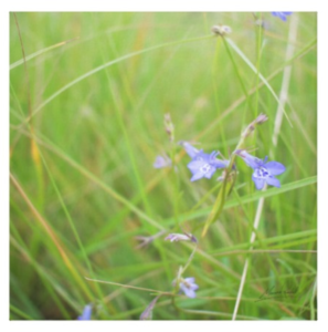 A lovely blue on my drive to bring the world to you