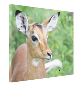 Bumps, A new Impala calf