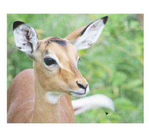 Bumps New Impala Calf