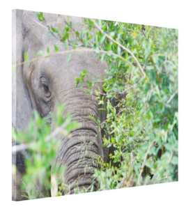 Calf in Thought, African Elephant