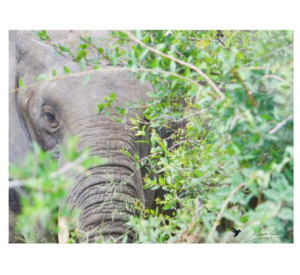 Calf in Thought, African Elephant
