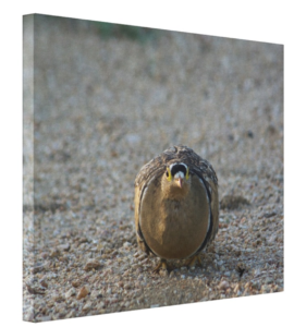 Double-Banded Sandgrouse, Maurice Randall