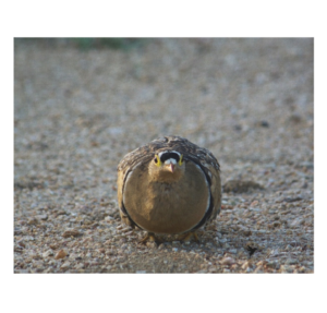 Double-Banded Sandgrouse, Maurice Randall