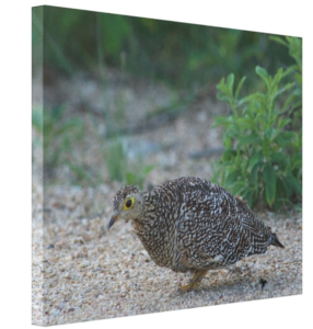 Eggshell in Vogue, Maurice Randall