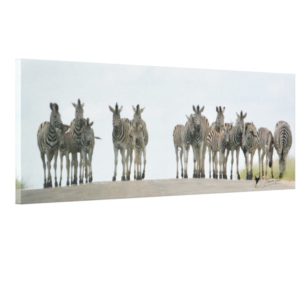 Zebra herd, Maurice Randall