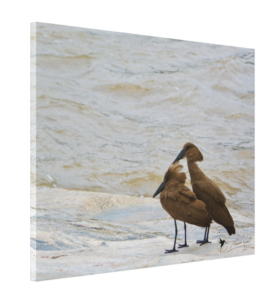 Hammerkop, Maurice Randall