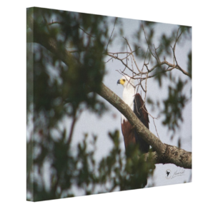 I See You - Maurice Randall