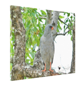 Dark Chanting Goshawk, Maurice Randall