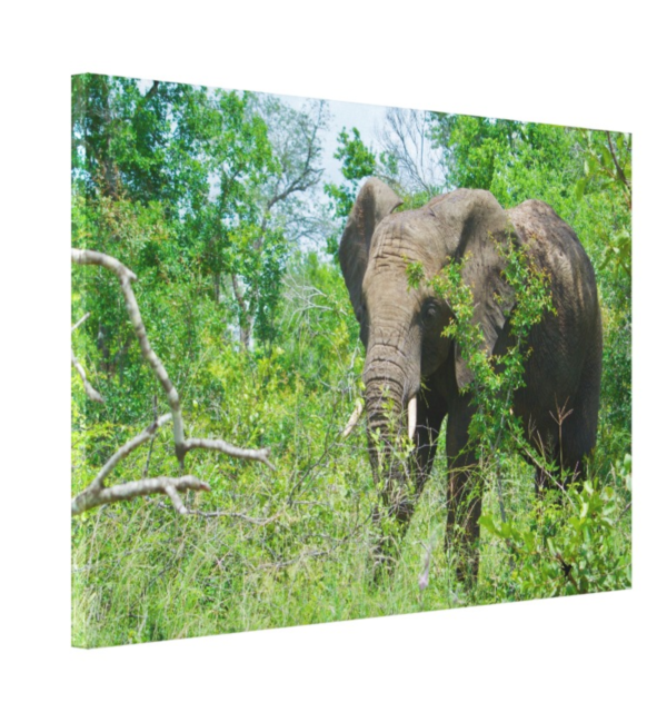 African Elephant in the Wild, National Parks Guy