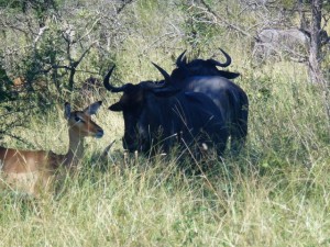 Wildebeest and Impala 