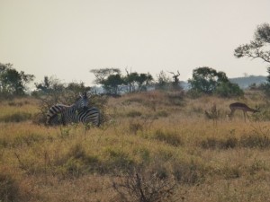 Zebra and Impala 