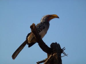 Yellow-Billed Hornbill   