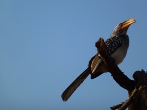 Yellow-billed Hornbill   