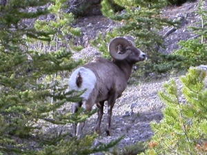 Elk                         